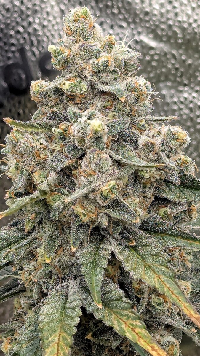 bbs-grow-diaries/week-544213-diary-528534-user-38149-696ab30915b42