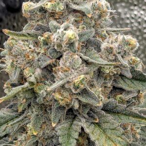 Flowering Week - 12 - Granddaddy Purple - 4