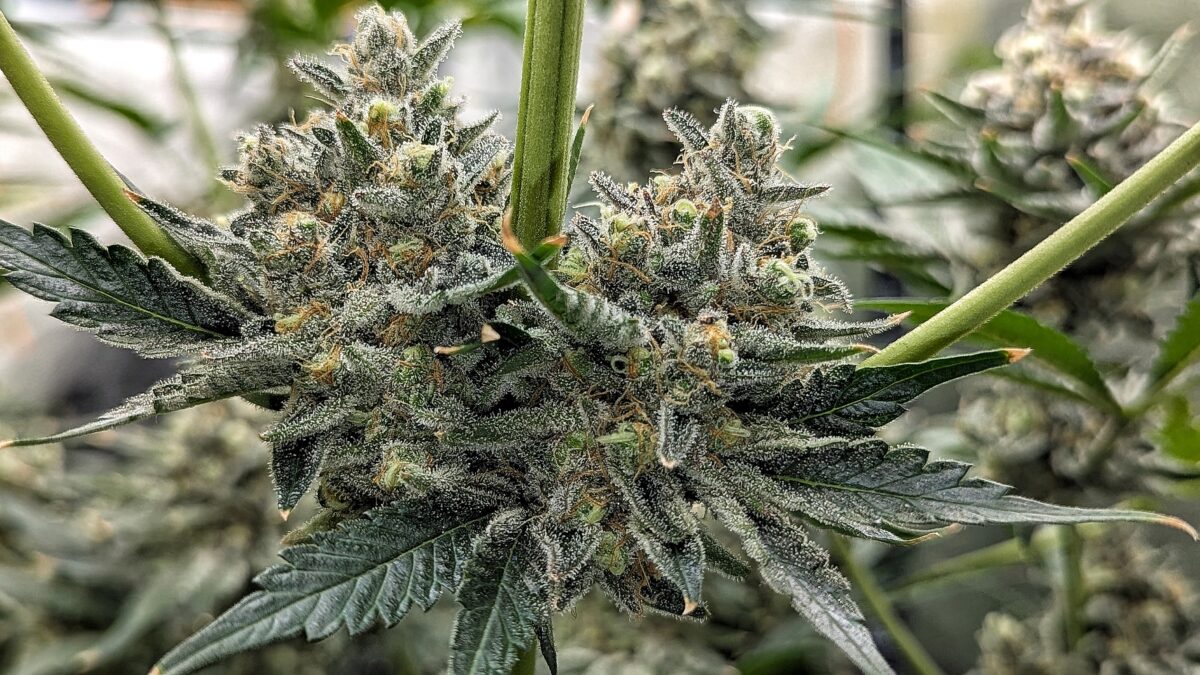 bbs-grow-diaries/week-544213-diary-528534-user-38149-696ab30b3a224