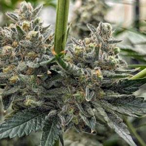 Flowering Week - 12 - Granddaddy Purple - 5