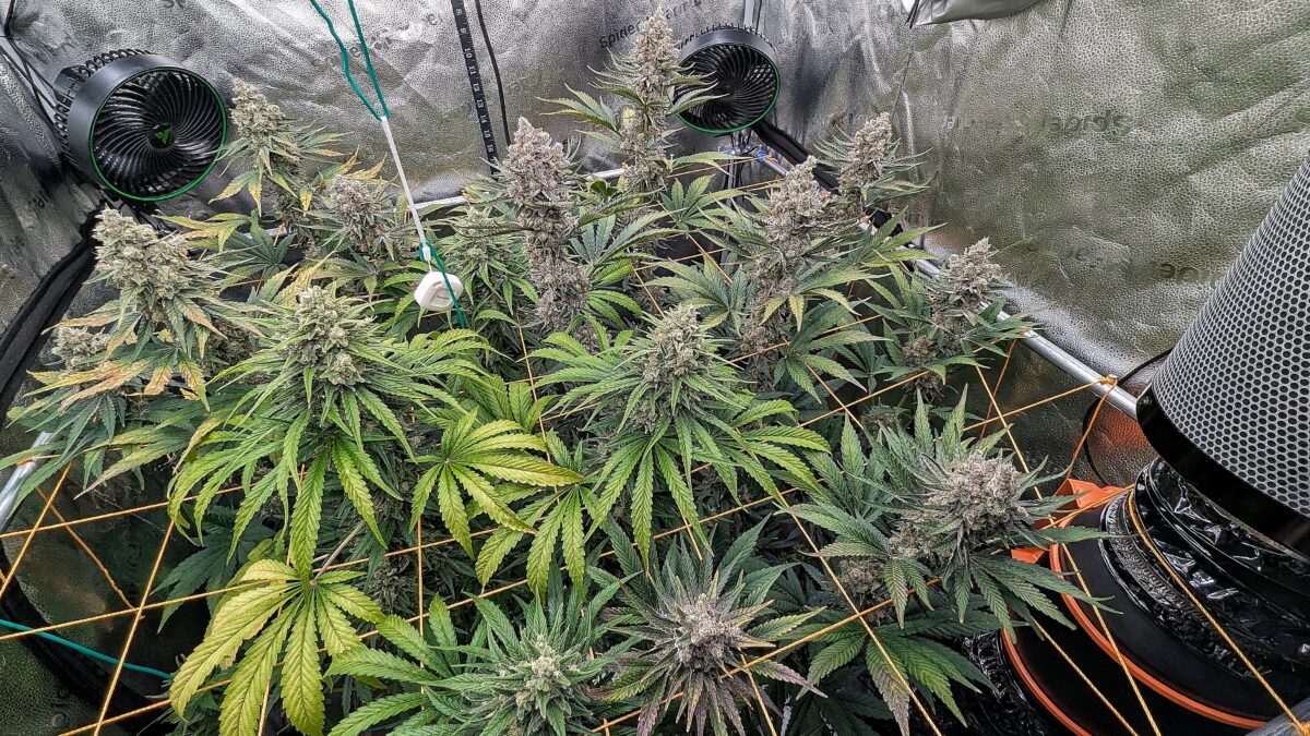 bbs-grow-diaries/week-544213-diary-528534-user-38149-696ab30db5231