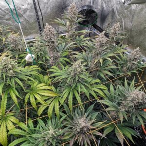 Flowering Week - 12 - Granddaddy Purple - 6