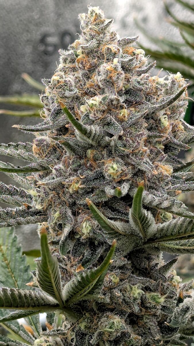 bbs-grow-diaries/week-544213-diary-528534-user-38149-696ab30fd8c7b