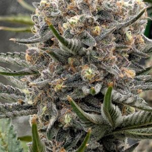 Flowering Week - 12 - Granddaddy Purple - 7