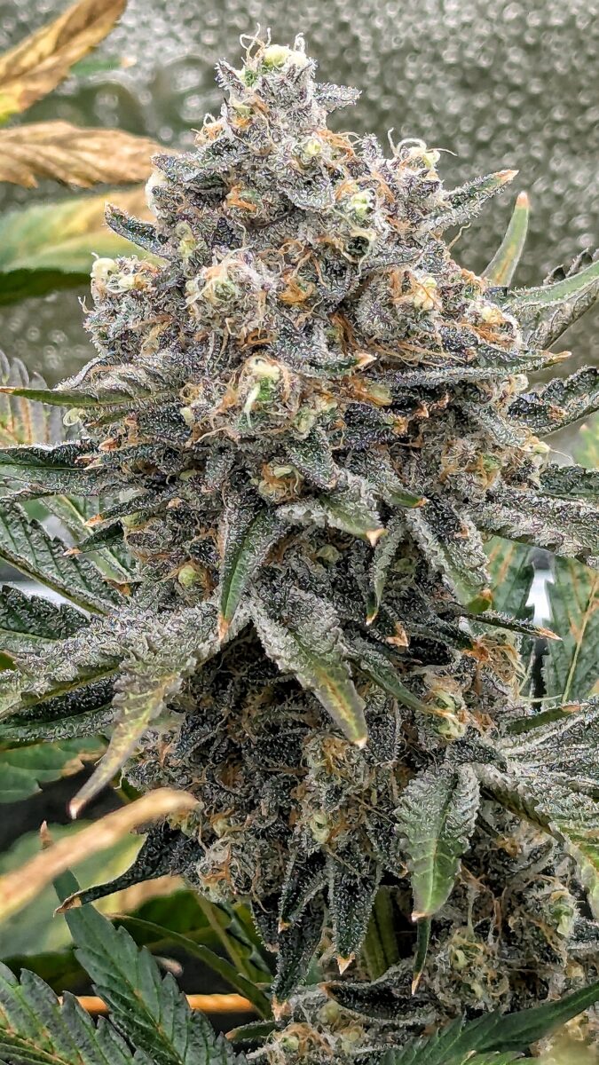 bbs-grow-diaries/week-544213-diary-528534-user-38149-696ab3122bfbf