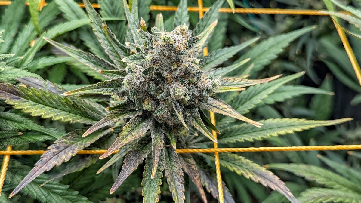 bbs-grow-diaries/week-544216-diary-528437-user-38149-696ab7bc5278a