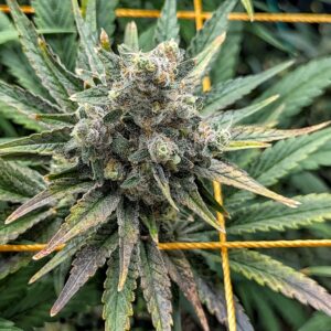 Flowering Week - 12 - God’s Gift - 2