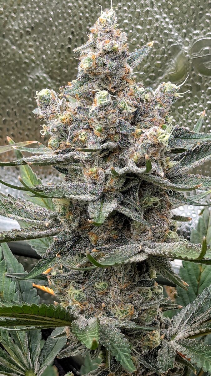 bbs-grow-diaries/week-544216-diary-528437-user-38149-696ab7be9ad96