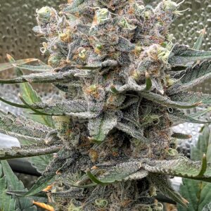 Flowering Week - 12 - God’s Gift - 3