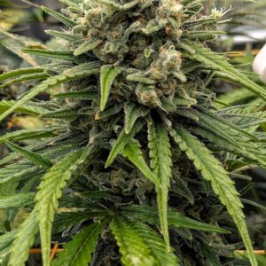 Flowering Week - 12 - God’s Gift - 4