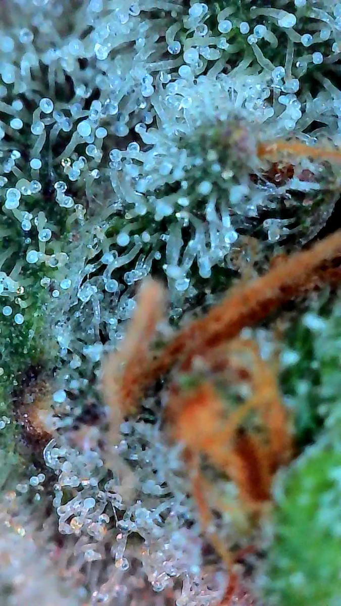 bbs-grow-diaries/week-544216-diary-528437-user-38149-696ab7c39cf46