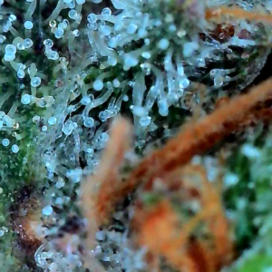 Flowering Week - 12 - God’s Gift - 5