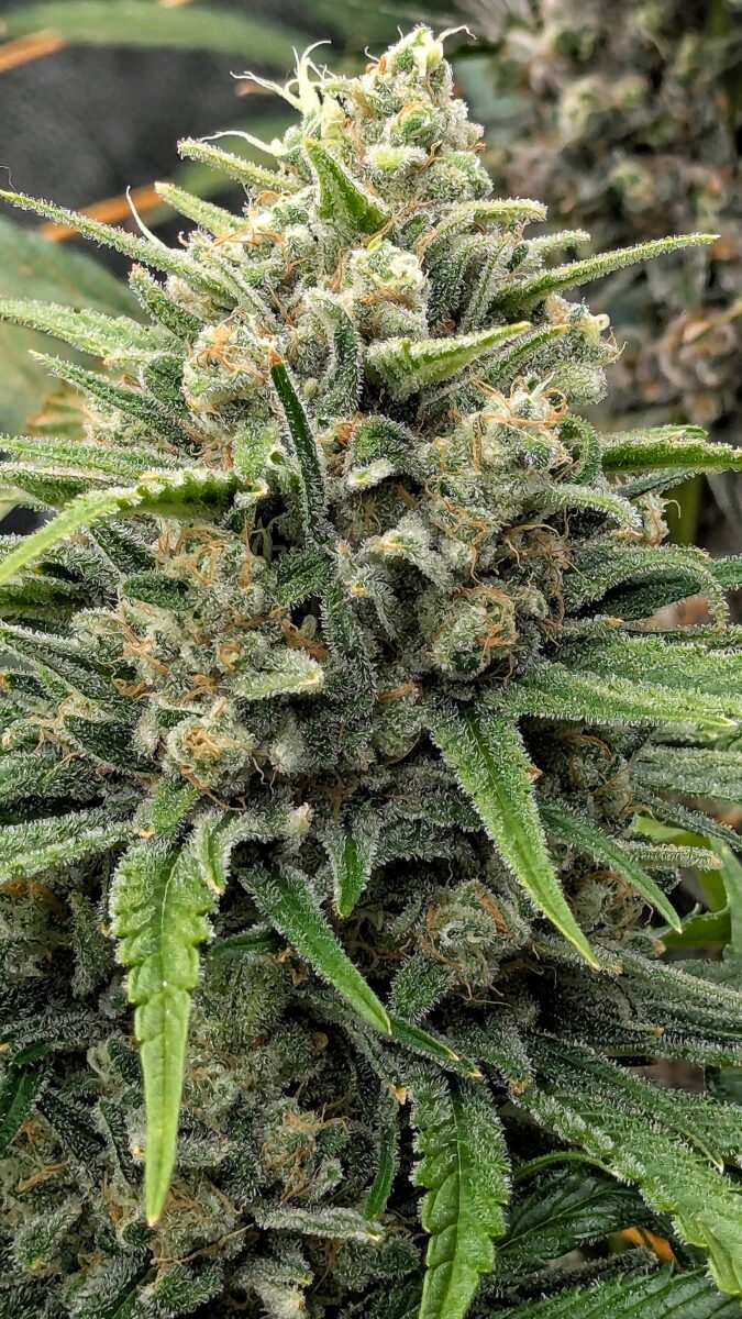 bbs-grow-diaries/week-544216-diary-528437-user-38149-696ab7c74de5b