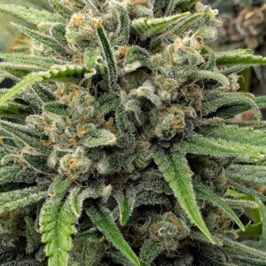 Flowering Week - 12 - God’s Gift - 6