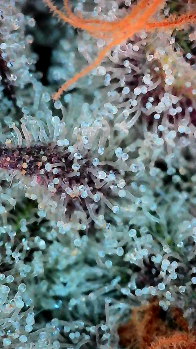 bbs-grow-diaries/week-544216-diary-528437-user-38149-696ab7c95cad9