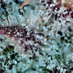 Flowering Week - 12 - God’s Gift - 7