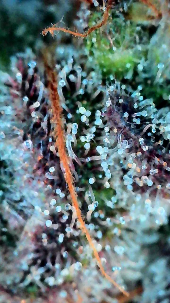 bbs-grow-diaries/week-544216-diary-528437-user-38149-696ab7cca02cf