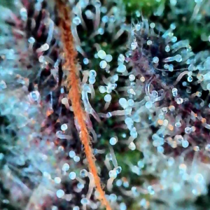 Flowering Week - 12 - God’s Gift - 8