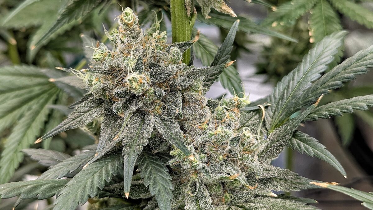 bbs-grow-diaries/week-544216-diary-528437-user-38149-696ab7cff0972