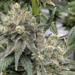 Flowering Week - 12 - God’s Gift - 9