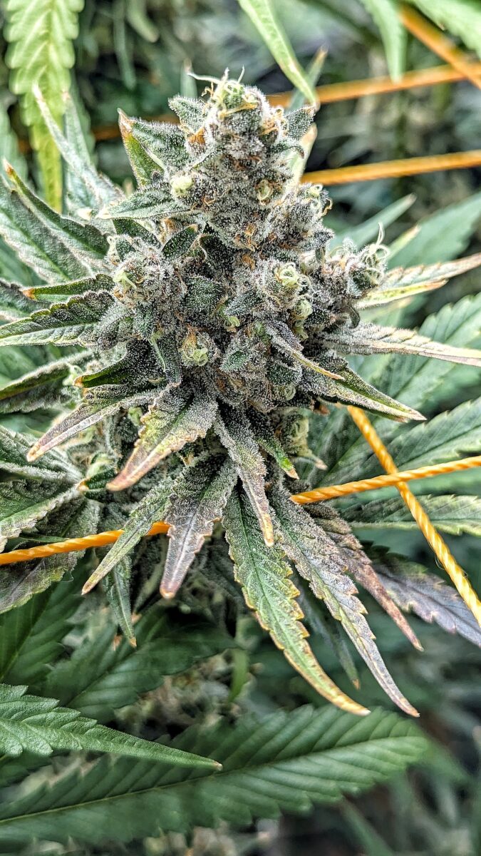 bbs-grow-diaries/week-544216-diary-528437-user-38149-696ab7d20524f