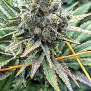 Flowering Week - 12 - God’s Gift - 10