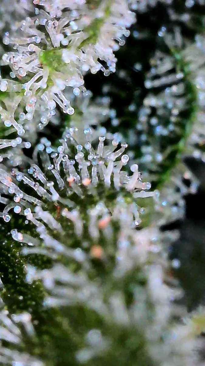 bbs-grow-diaries/week-544216-diary-528437-user-38149-696ab7d41253f