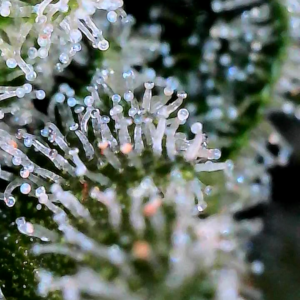 Flowering Week - 12 - God’s Gift - 11