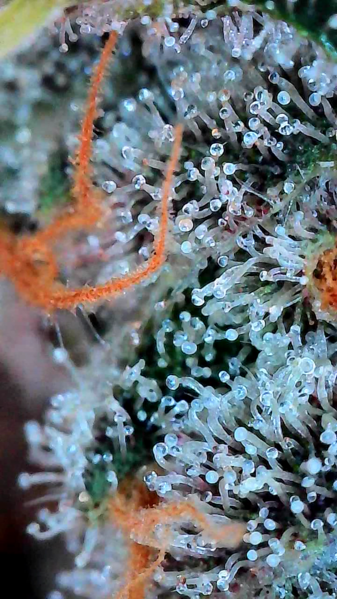 bbs-grow-diaries/week-544216-diary-528437-user-38149-696ab7d7b071c