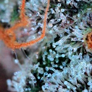 Flowering Week - 12 - God’s Gift - 12