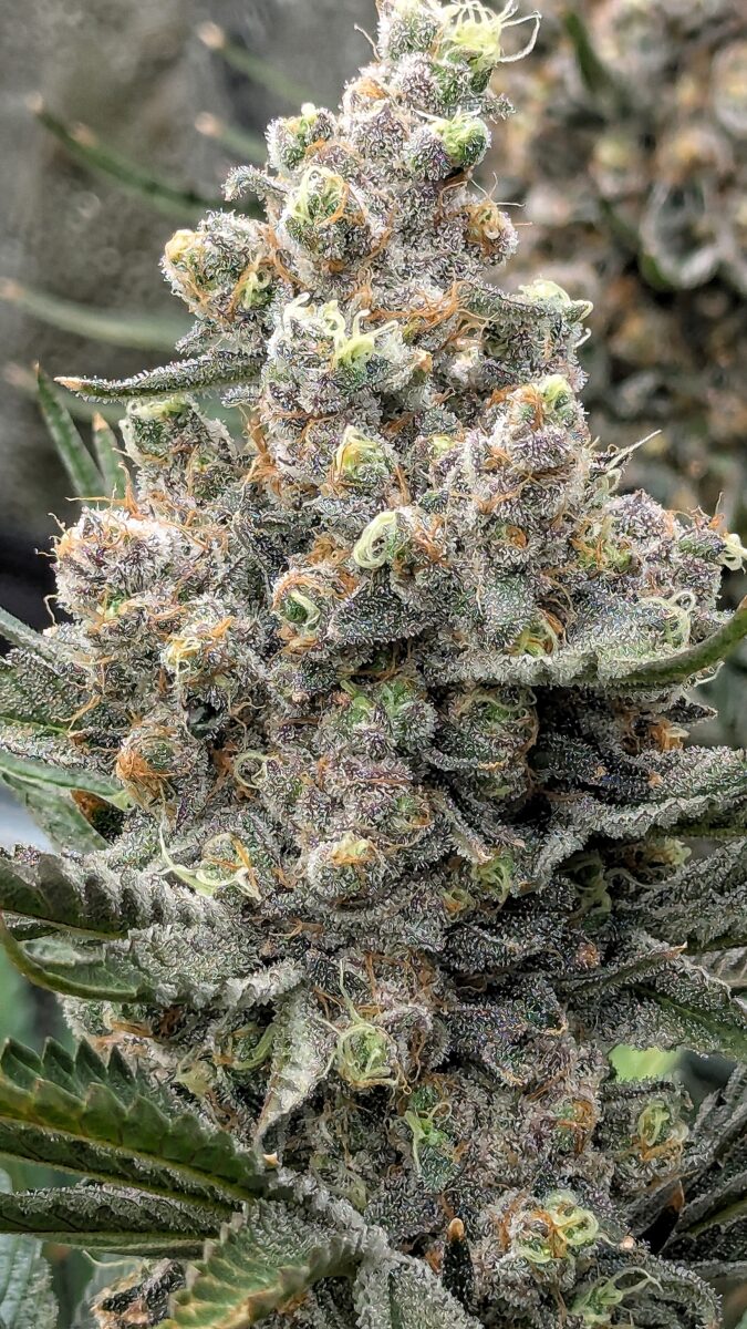 bbs-grow-diaries/week-544216-diary-528437-user-38149-696ab7dae2025