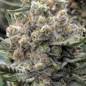 Flowering Week - 12 - God’s Gift - 13