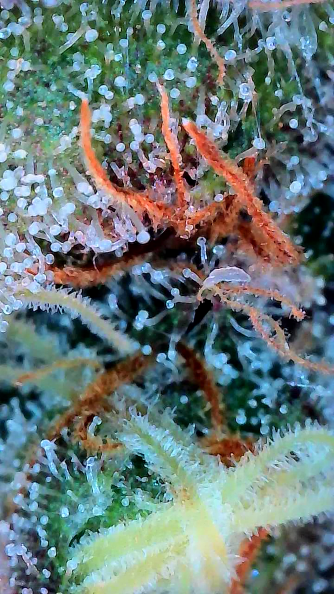 bbs-grow-diaries/week-544216-diary-528437-user-38149-696ab7df6d105