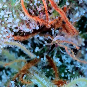 Flowering Week - 12 - God’s Gift - 15