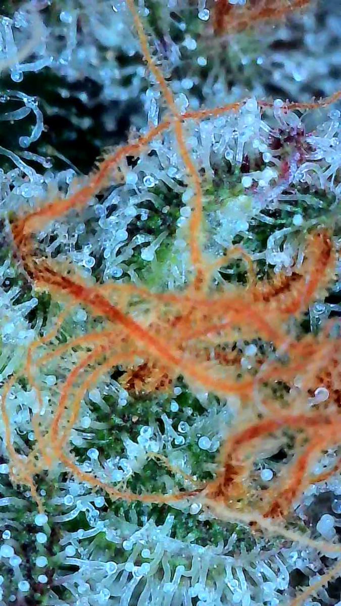 bbs-grow-diaries/week-544216-diary-528437-user-38149-696ab7e292a2a