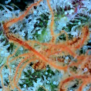 Flowering Week - 12 - God’s Gift - 16