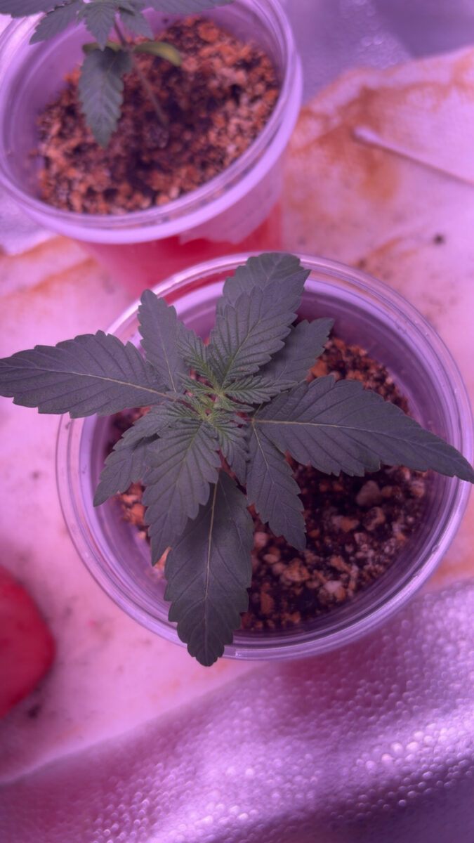 bbs-grow-diaries/week-544254-diary-540173-user-46541-696b6c1b86646