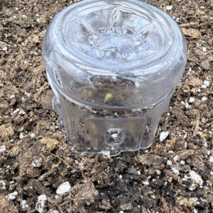 Germination Week - 0 - Watermelon Z OG Autoflower - 1