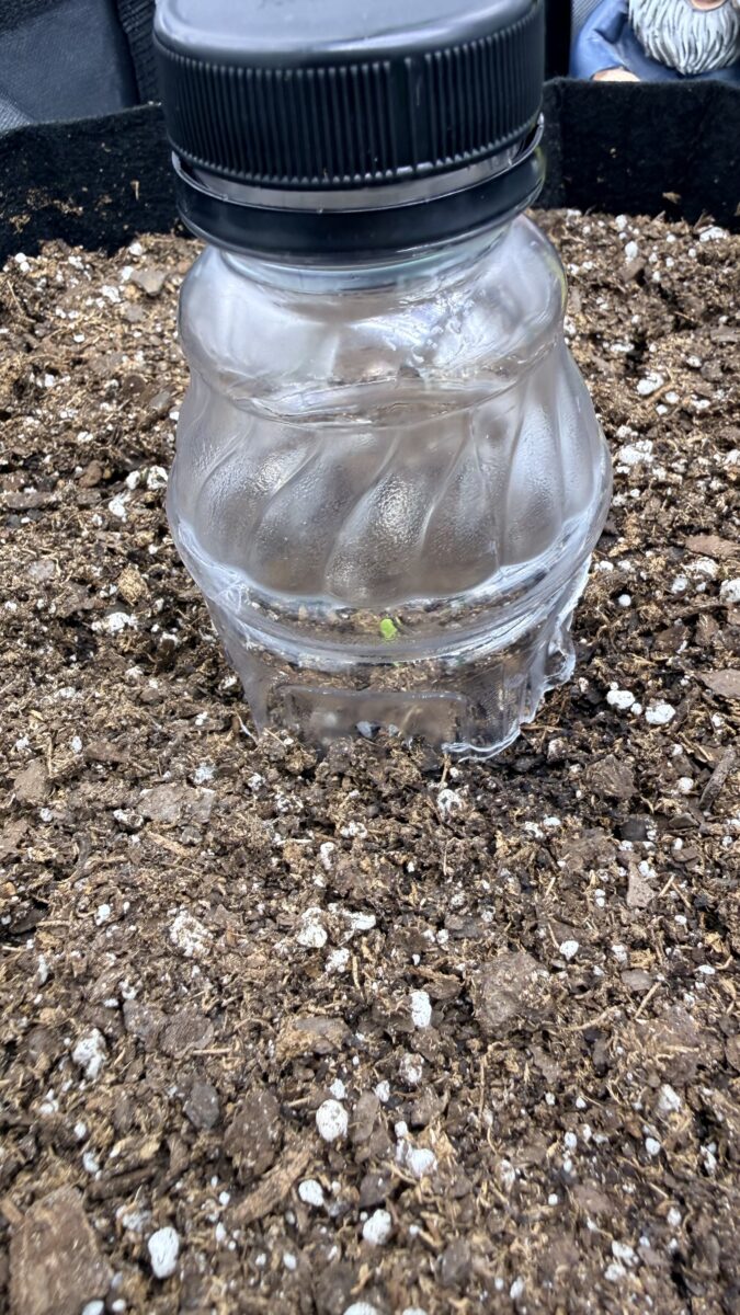 bbs-grow-diaries/week-544340-diary-544337-user-41895-696c46f60a3af