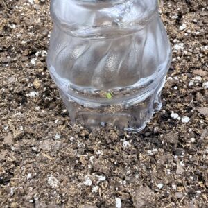Germination Week - 0 - Blackberry Moonrocks Auto - 1