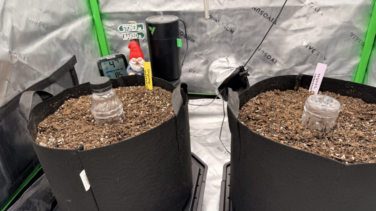 bbs-grow-diaries/week-544340-diary-544337-user-41895-696c46f833c81