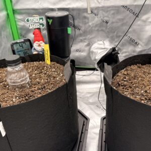 Blackberry Moonrocks Auto - Germination Week - 0