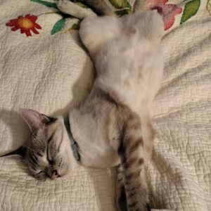 Cereal Milk - Vegetation Week - 3