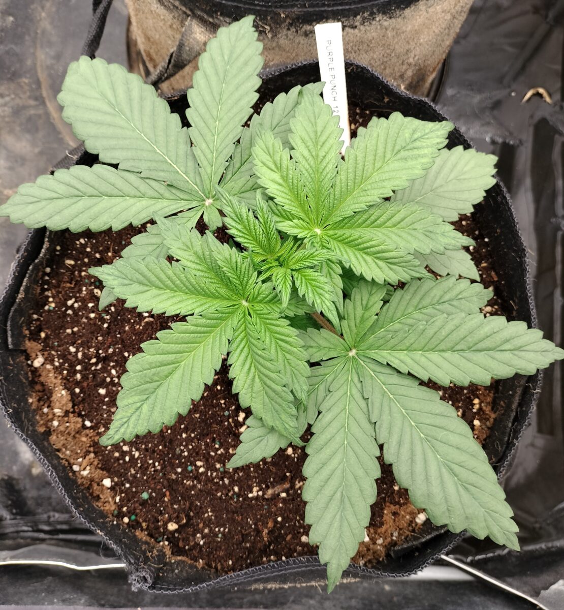 bbs-grow-diaries/week-549713-diary-542789-user-9188-69725eb59ffff