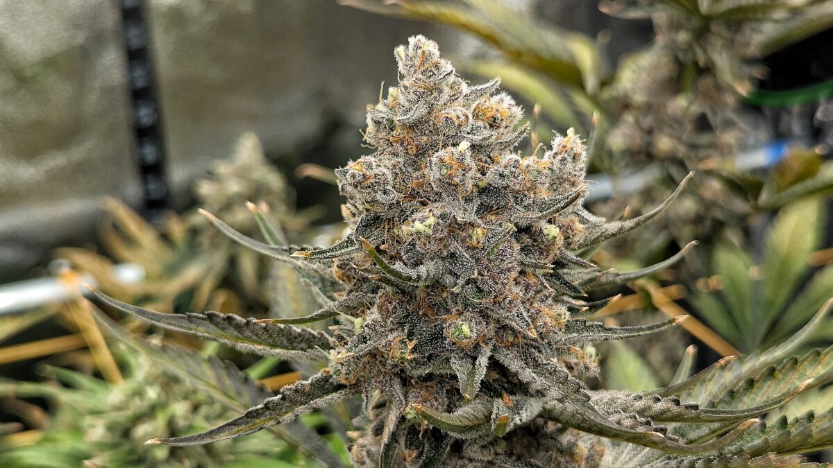 bbs-grow-diaries/week-549946-diary-528534-user-38149-6973fe457c711