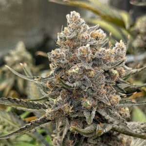 Flowering Week - 13 - Granddaddy Purple - 2