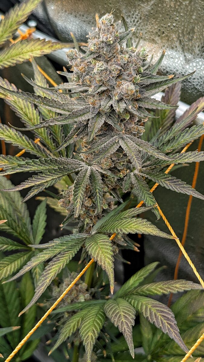 bbs-grow-diaries/week-549946-diary-528534-user-38149-6973fe483ef77