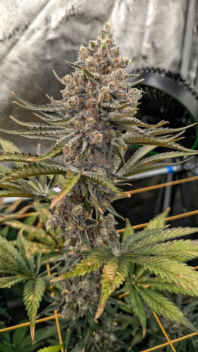 bbs-grow-diaries/week-549946-diary-528534-user-38149-6973fe4b62c2f