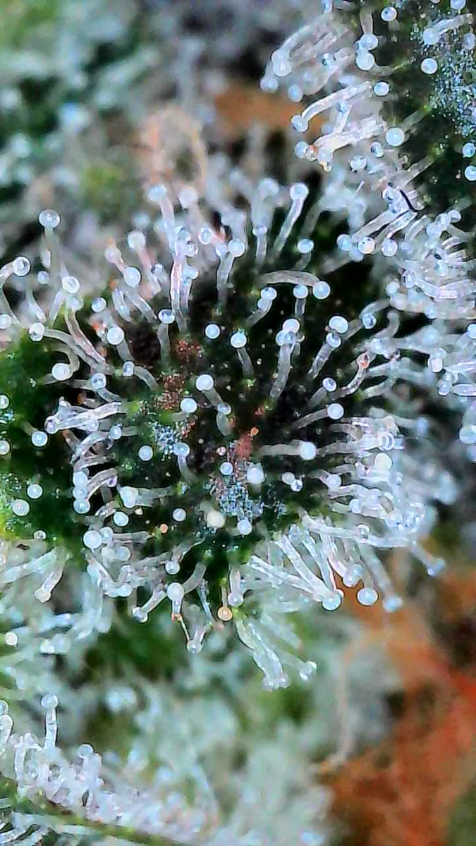 bbs-grow-diaries/week-549946-diary-528534-user-38149-6973fe4eb1871