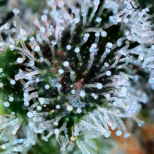 Flowering Week - 13 - Granddaddy Purple - 5